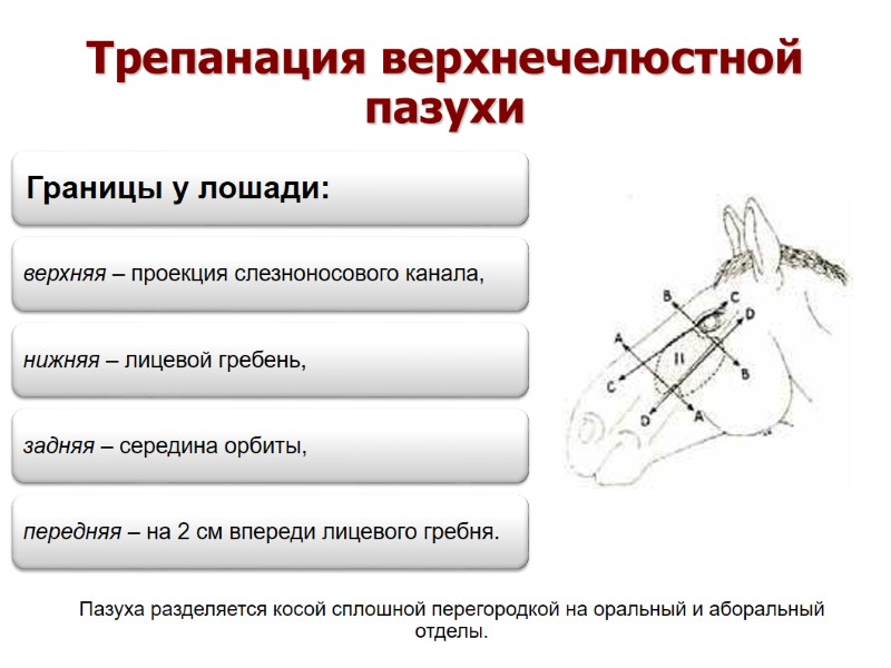 Трепанация верхнечелюстной пазухи Пазуха разделяется косой сплошной перегородкой на оральный и аборальный отделы. Трепанация верхнечелюстной пазухи Пазуха разделяется косой сплошной перегородкой на оральный и аборальный отделы.